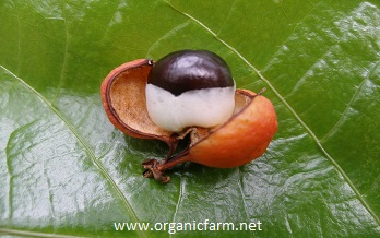 Paullinia cupana